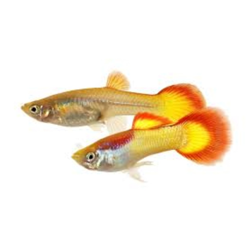Guppy Flame M/F