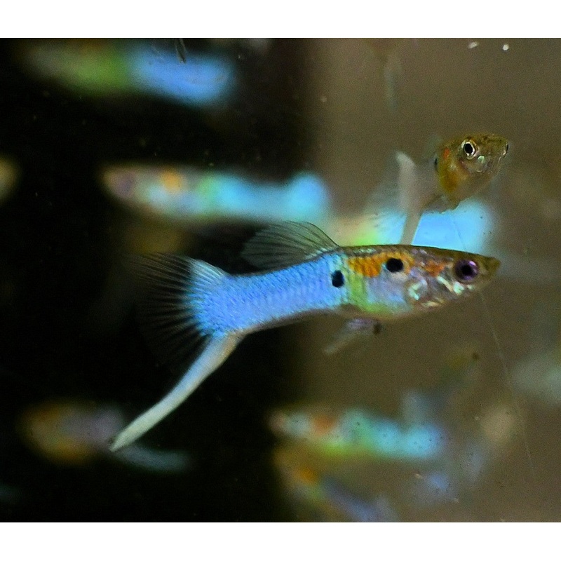 Guppy Japanese Blue - various
