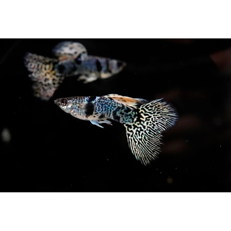 Guppy King Tiger - PAIRS