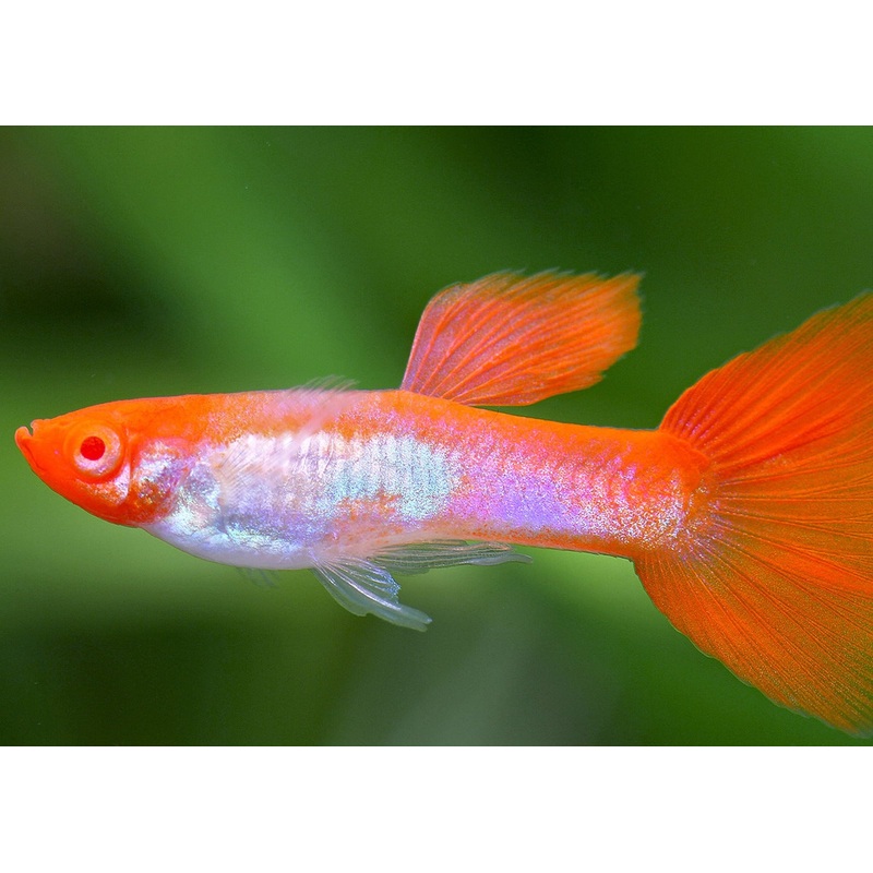 Guppy Kohaku Koi Male