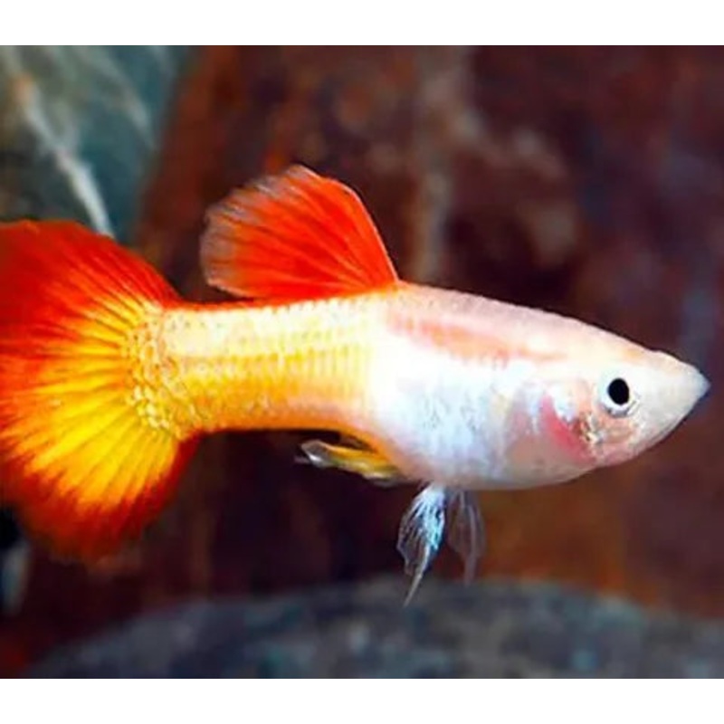 Guppy Sunset Male
