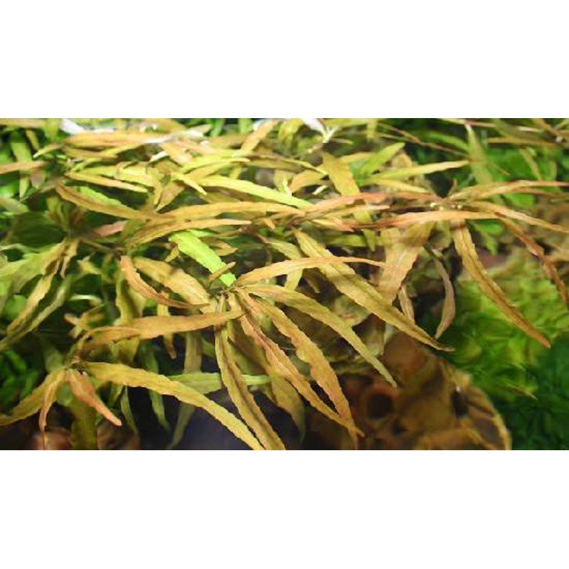 Hygrophila Polysperma Ceylon