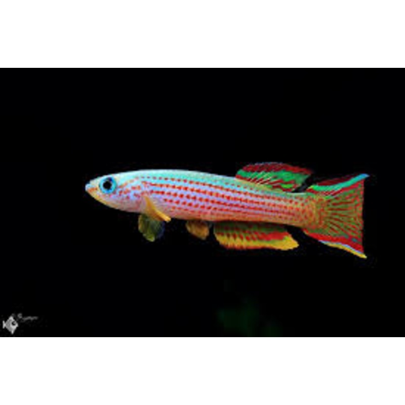 Killifish - Red Striped (Aphyosemion Striatum)