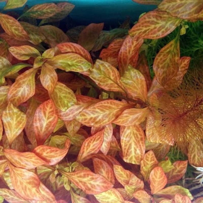 Ludwigia atlantis 'Dark Orange'