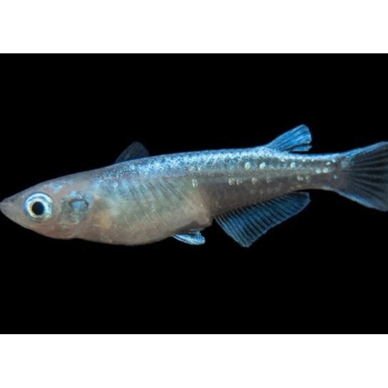 Medaka - Blue Miyuki (Oryzias latipes)