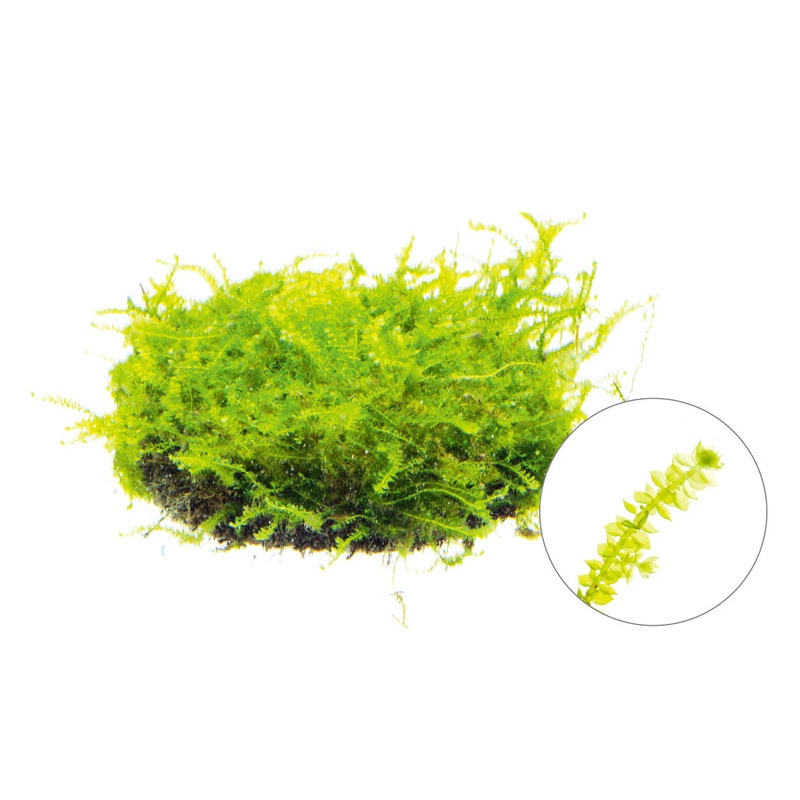 Moss - Spiky (Taxiphyllum barbieri)