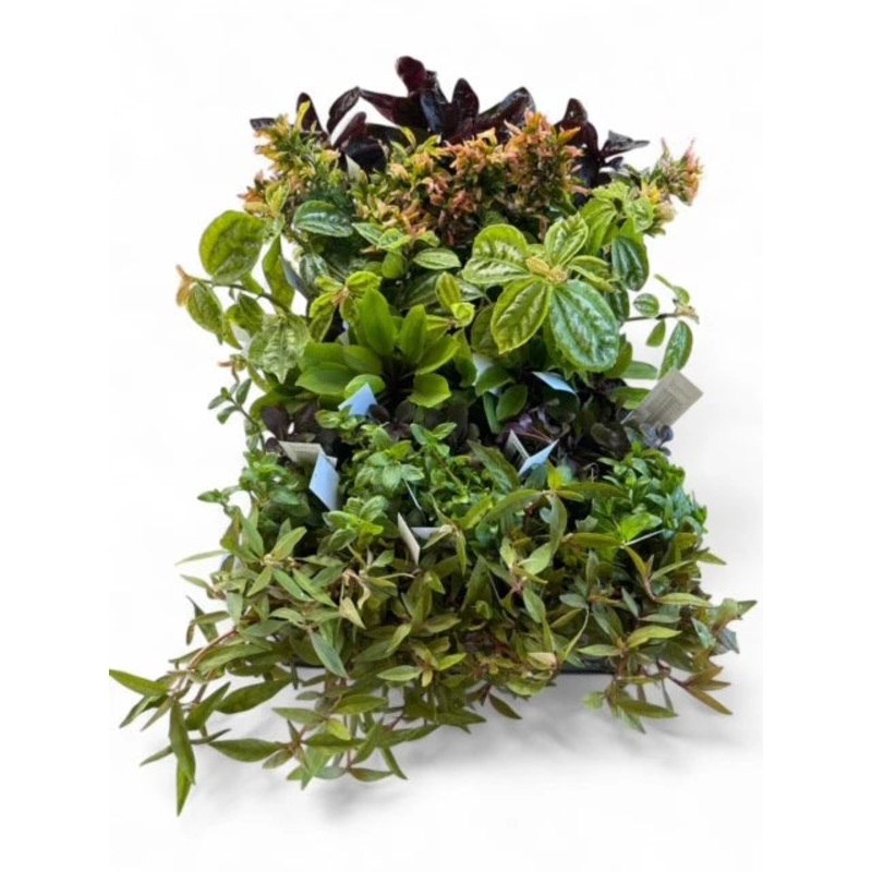 Paludarium Plant Pack