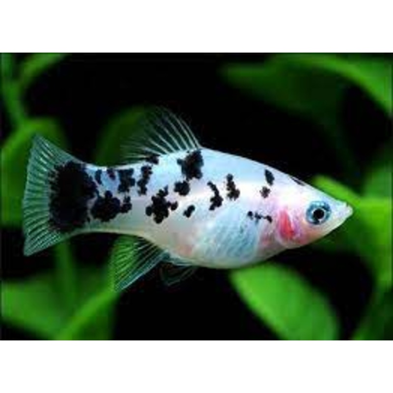 Platy Dalmation