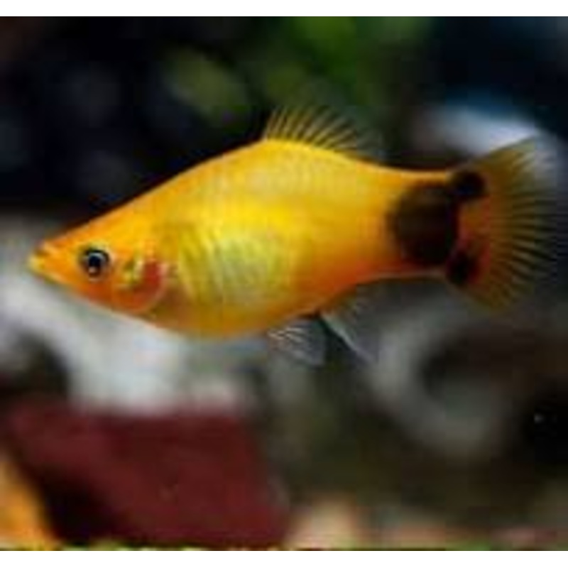 Platy Mickey Mouse -  various