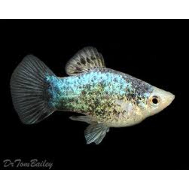 Platy Neon Blue
