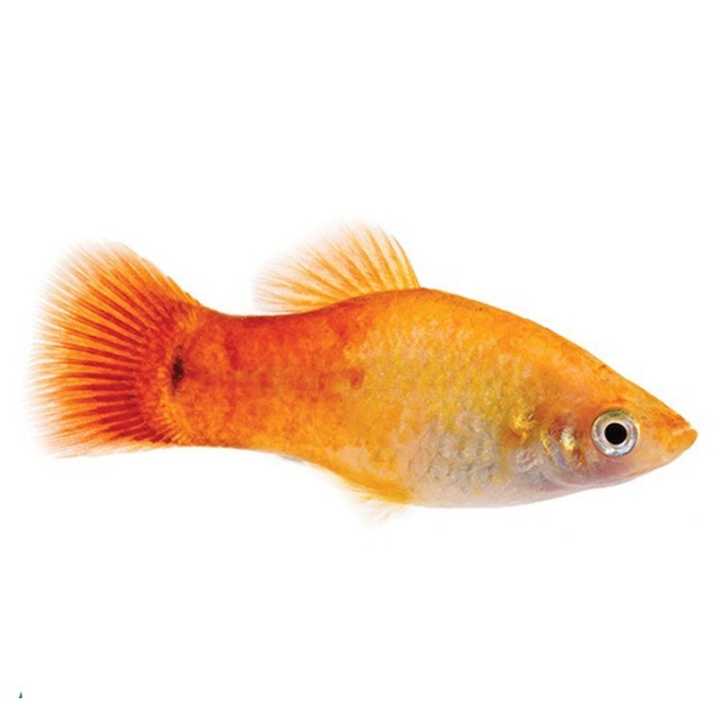 Platy Sunset