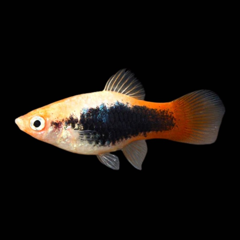 Platy Tuxedo - various