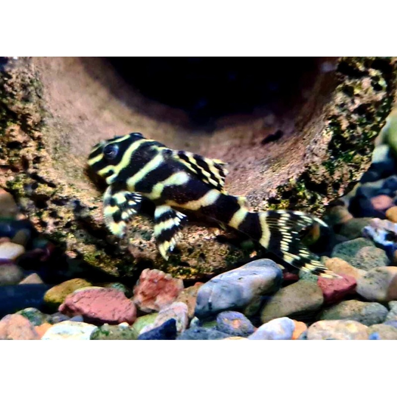 Pleco - Chocolate Zebra L270