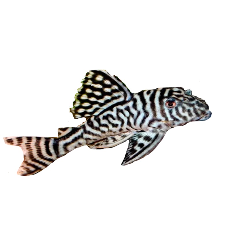 Pleco - King Tiger L066