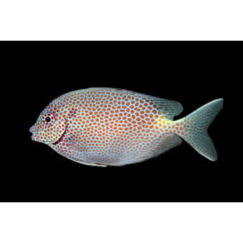 RabbitFish - Gold Spot (Siganus punctatus)