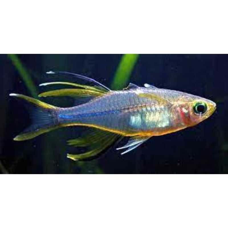 Rainbowfish - Celebes (Marosatherina ladigesi)