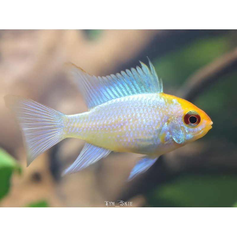 Ram - Gold Head Platinum (Mikrogeophagus ramirezi)