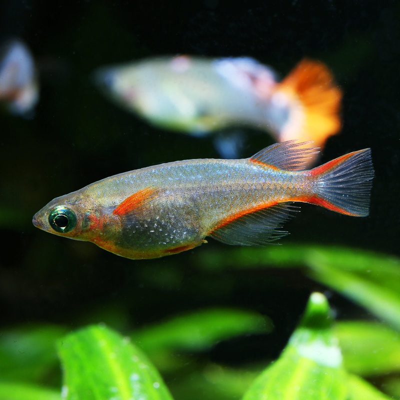 Rice Fish - Neon Blue (Oryzias woworae)