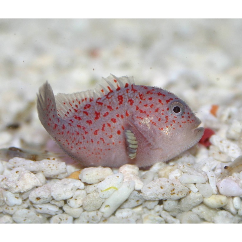 Spotted Coral Croucher (Caracanthus maculatus)