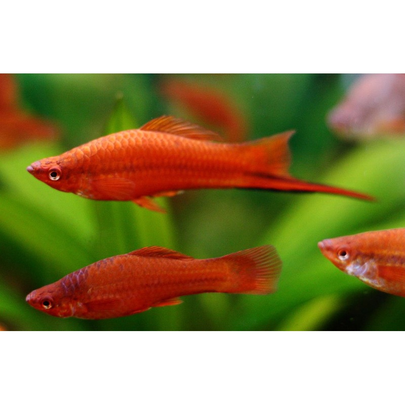 Swordtail Red