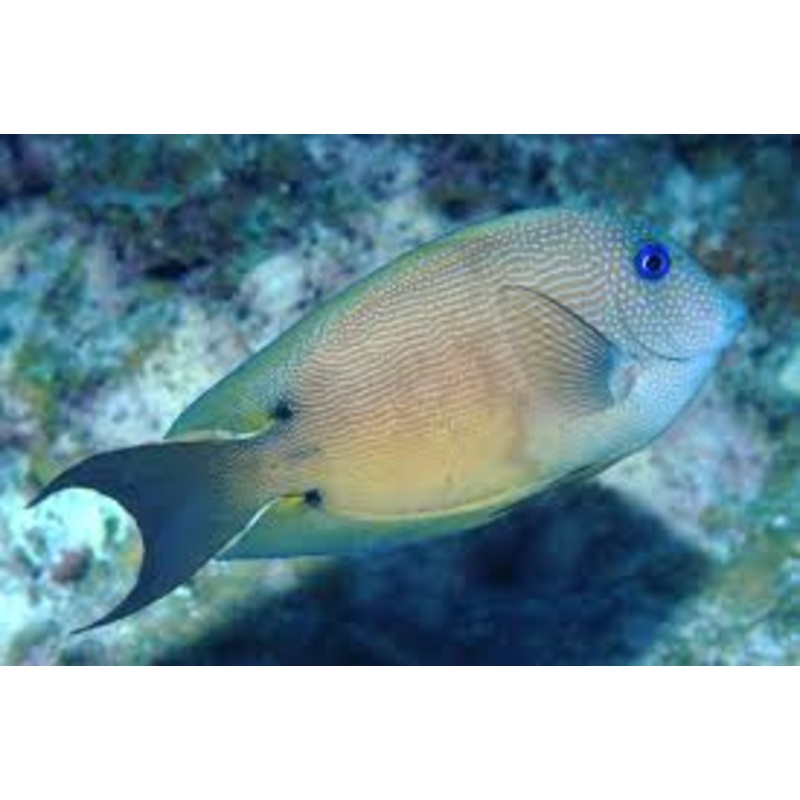 Tang/Bristletooth Twospot (Ctenochaetus binotatus)
