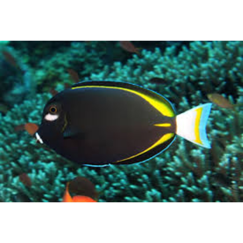 Tang Powder Black (Acanthurus nigricans)