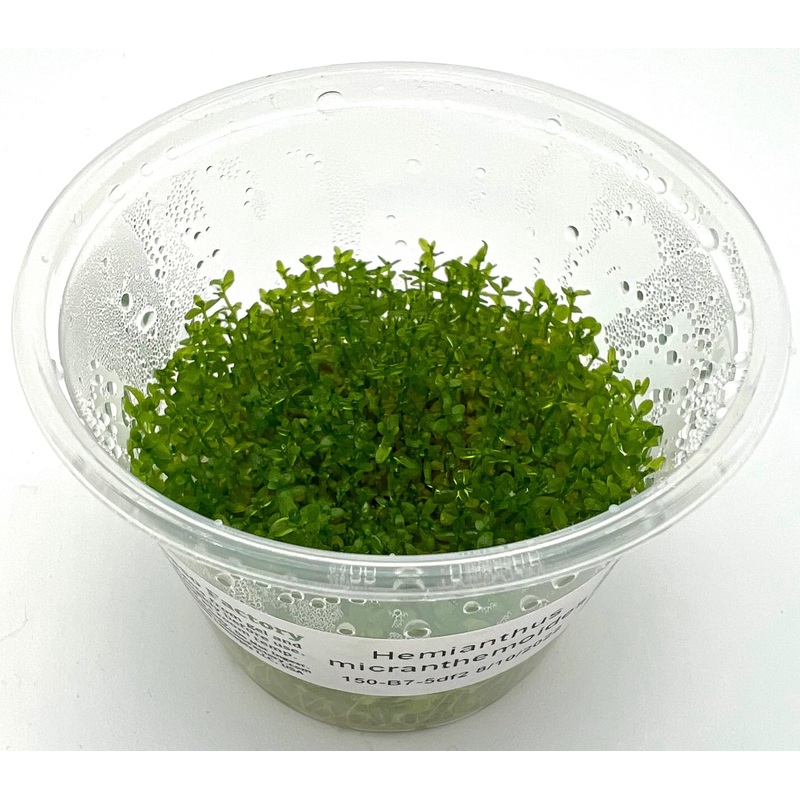 TC Baby Tears HM (Hemianthus micranthemoides)