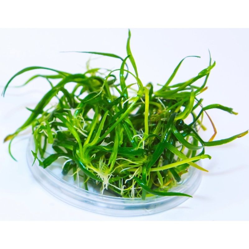 TC Echinodorus/Helanthium tenellus 'Green Chain' Sword