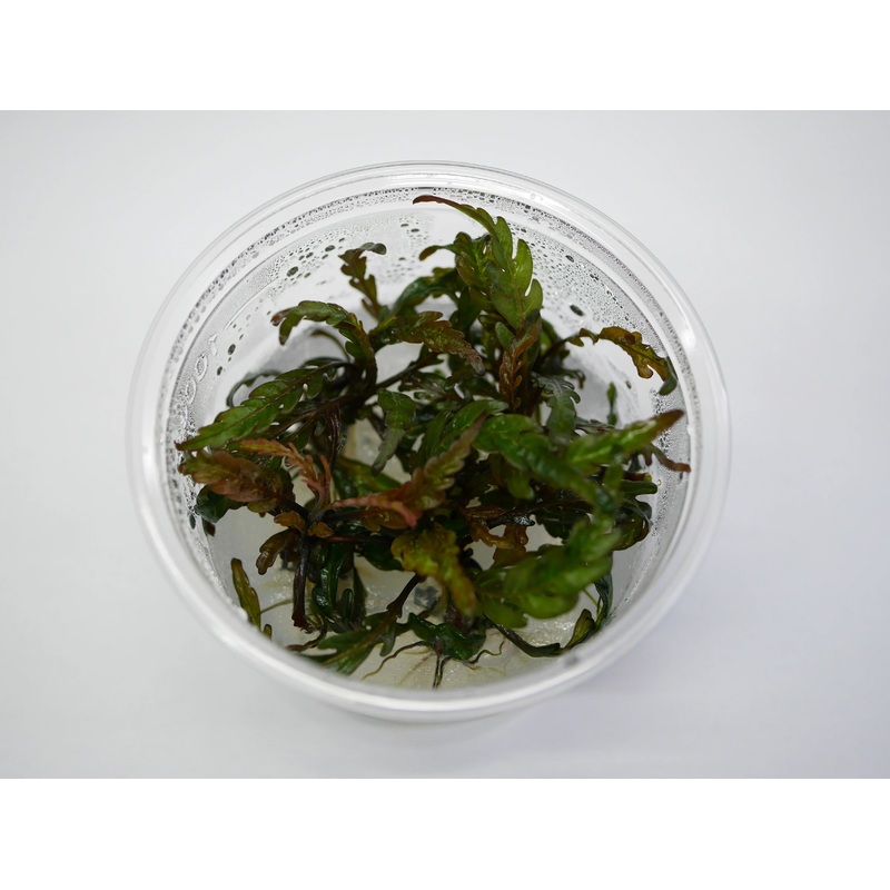 TC Hygrophila pinnatifida