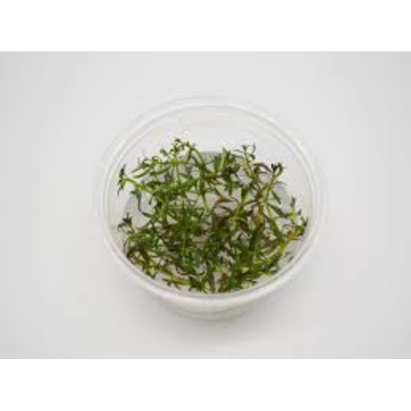 TC Ludwigia Arcuata