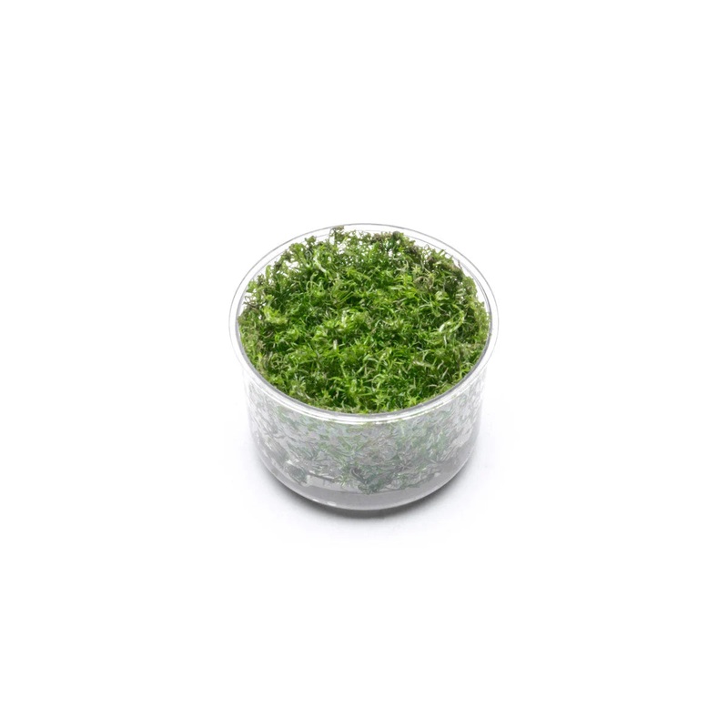 TC Rotala Wallichii