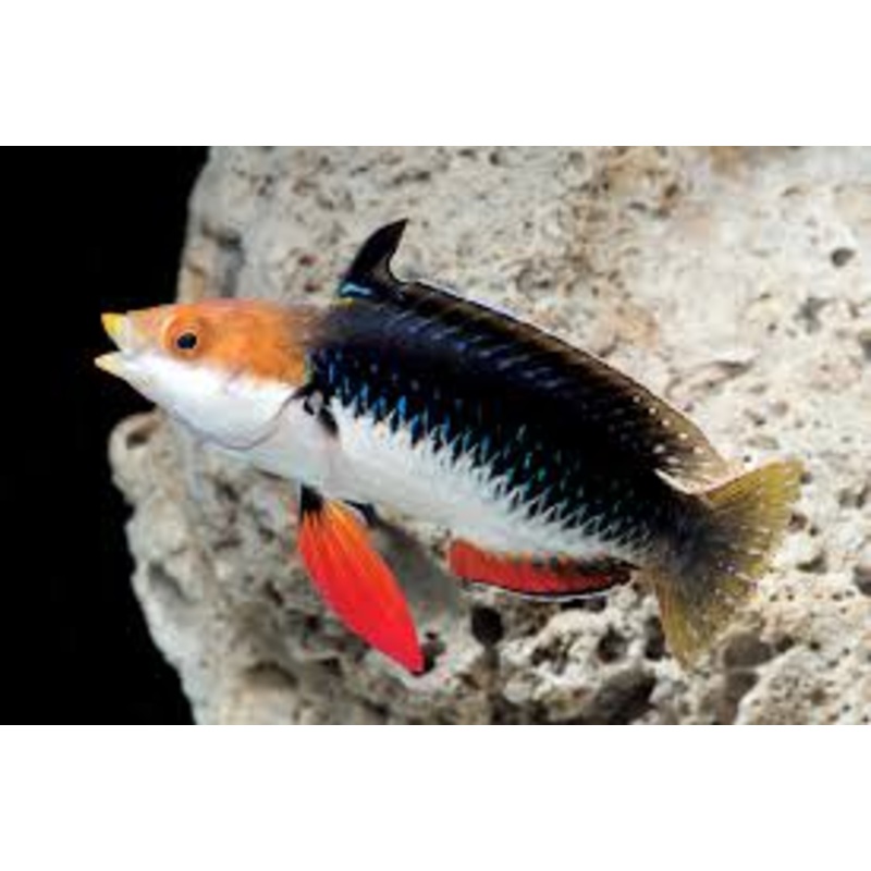 Wrasse -  Monsoon (Cirrihilabrus hygroxerus)