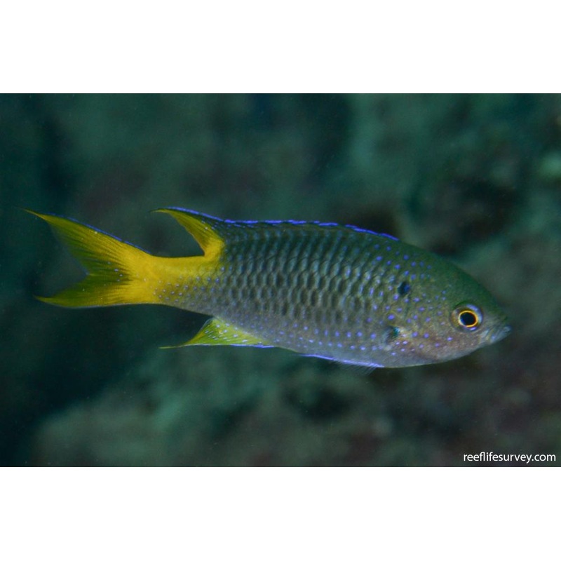 Yellow Tail Damselfish (Neopomacentrus Azysron)