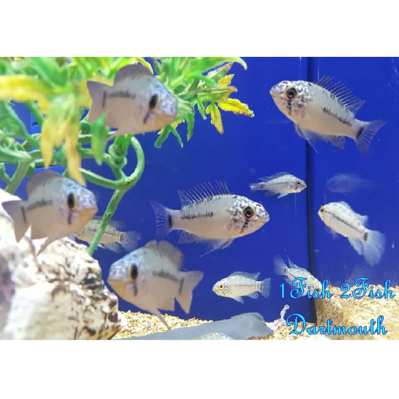 Agassiz's Dwarf Cichlids  "Apistogramma agassizii"