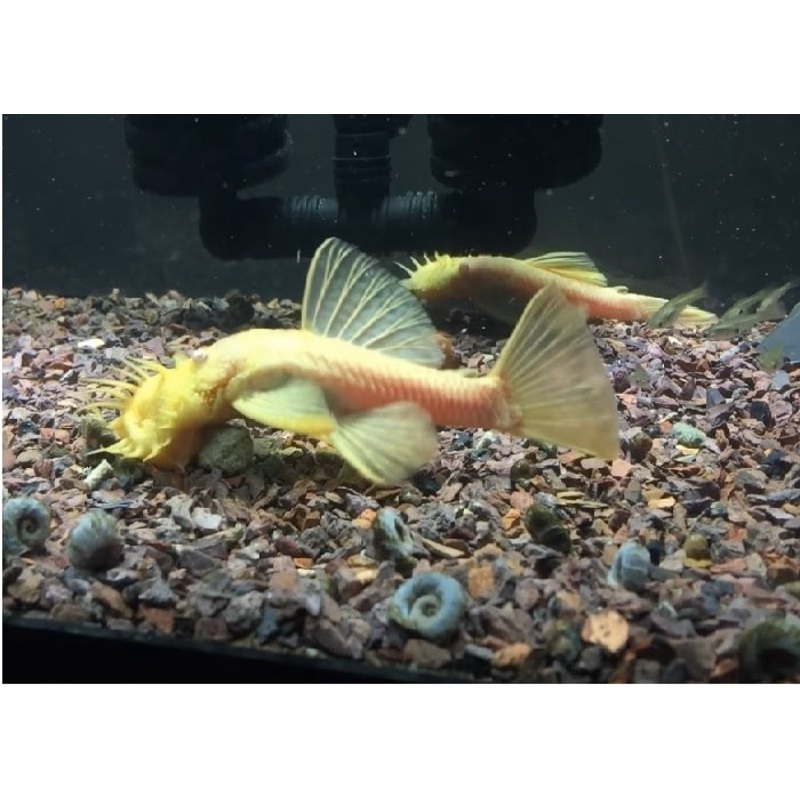 Albino Bristlenose Pleco "Ancistrus cirrhosus"