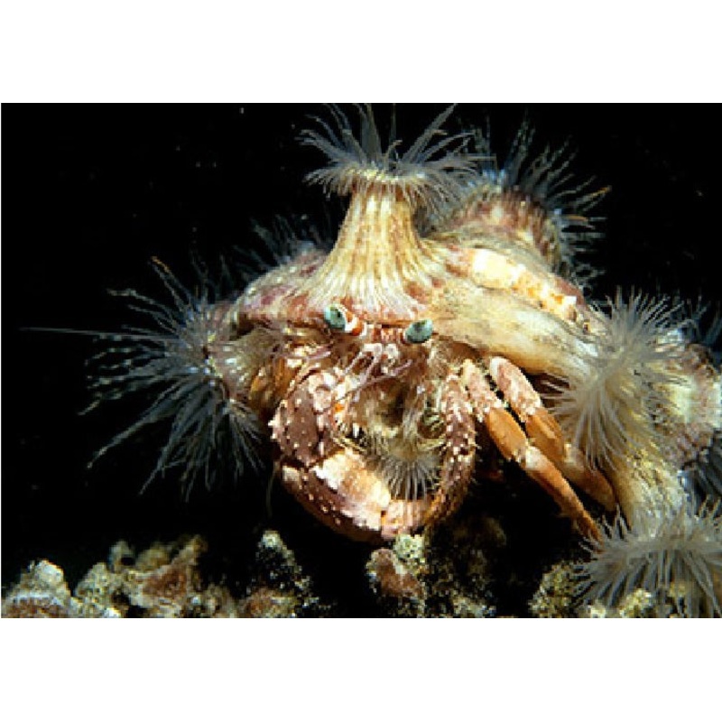 Anemone Hermit Crab "Dardanus pedunculatus"