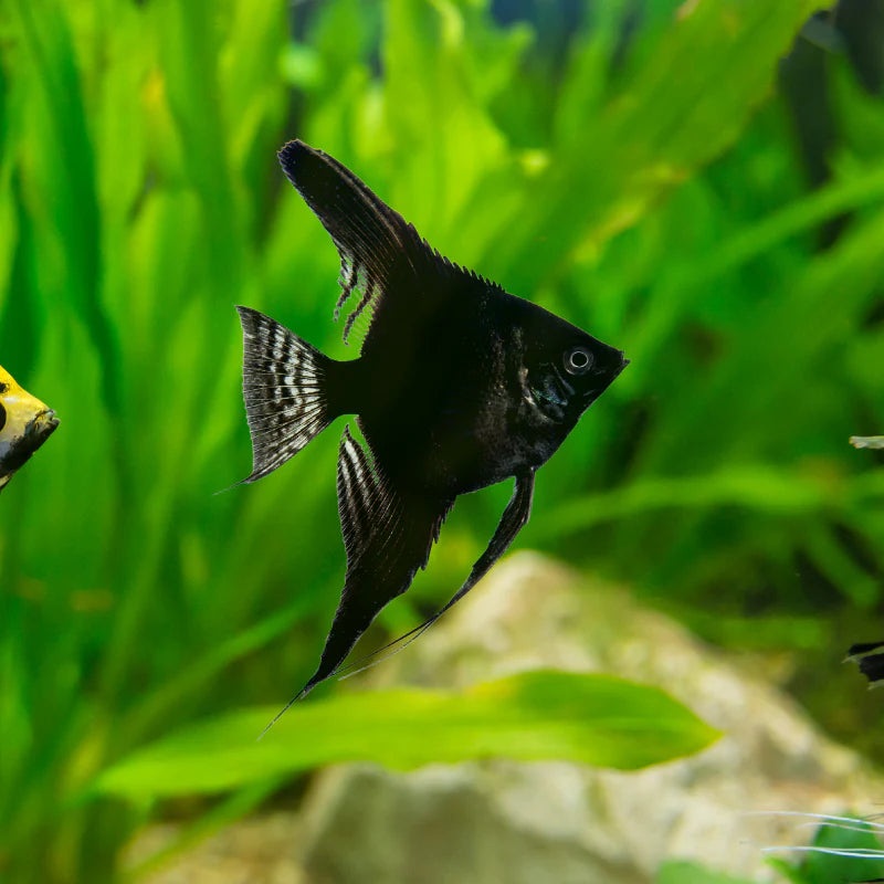 Angelfish Black 3.5cm
