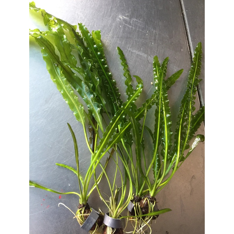 Aponogeton longiplumulosus *Rare*