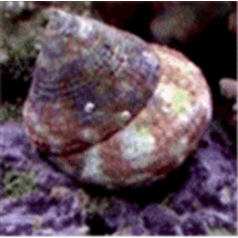 Astraea Turbo Snail "Astraea tecta"