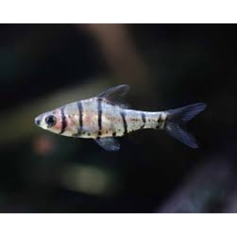 Barb - Eight Banded