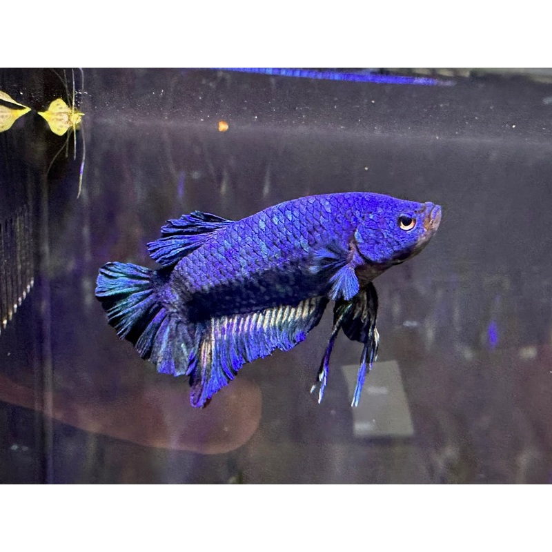 Betta PKHM Blue Marble Male
