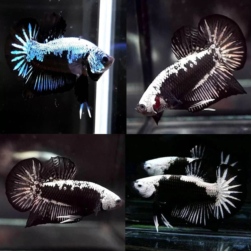 Betta PKHM Samurai Black Male