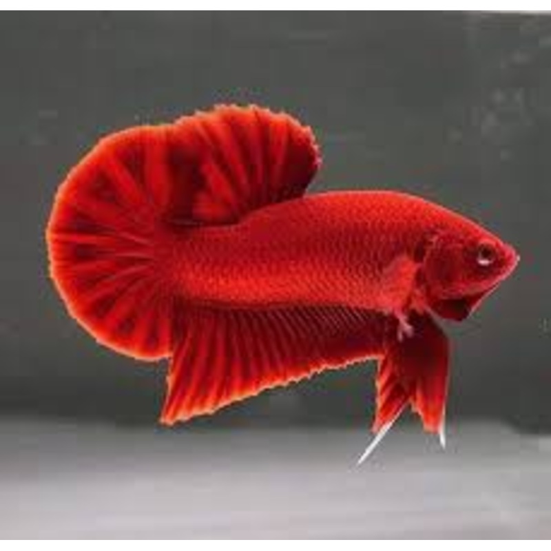 Betta PKHM Super Red Male