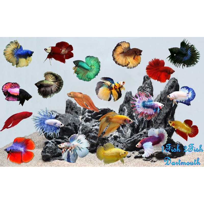 Bettas "Betta splendens"