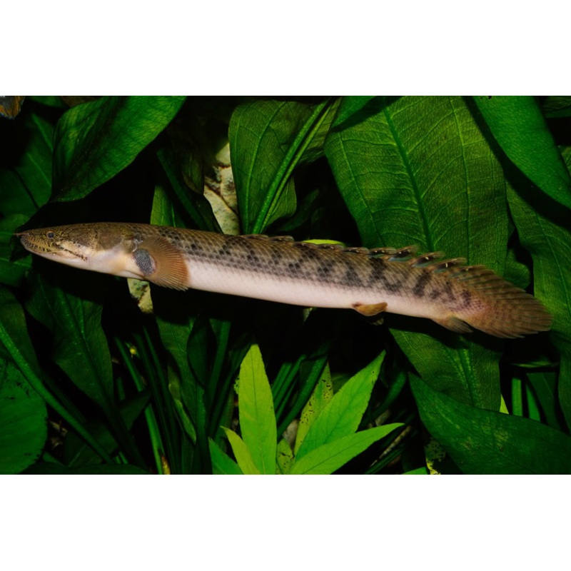 Bichirs "Polypterus species"