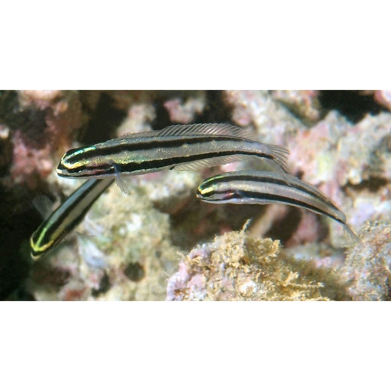 Blenny Splitbanded (Meiacanthus ditrema)