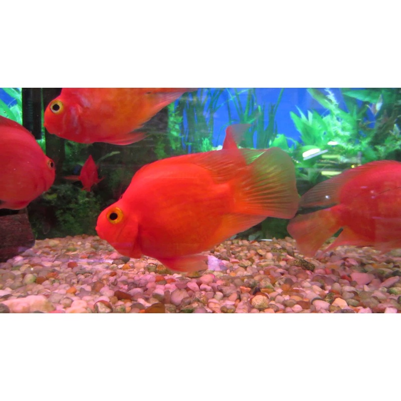 Blood Parrot Cichlid "Cichlasoma sp."