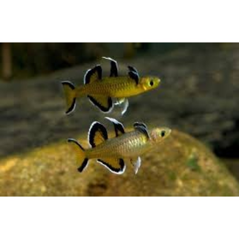 Blue Eye - Honey (Pseudomugil mellis)