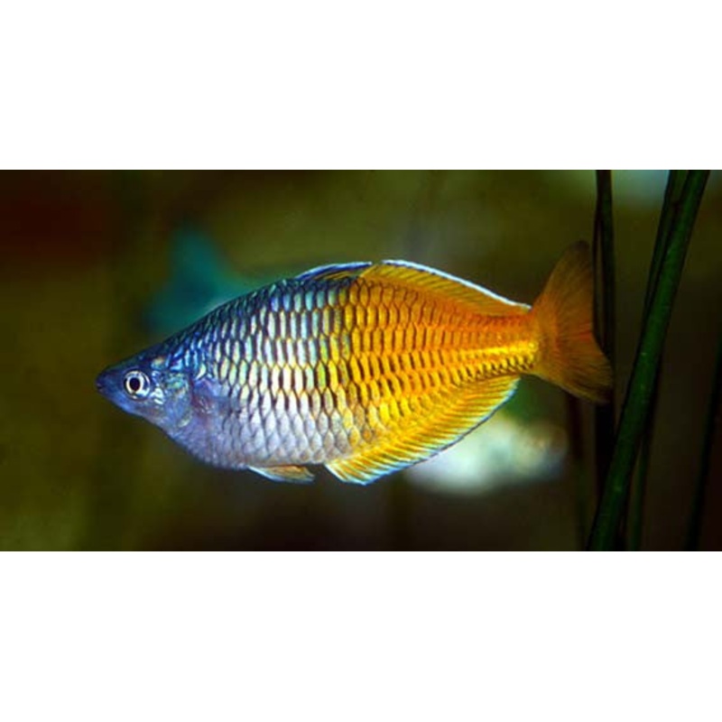 Boesemani Rainbowfish "Melanotaenia boesmani"