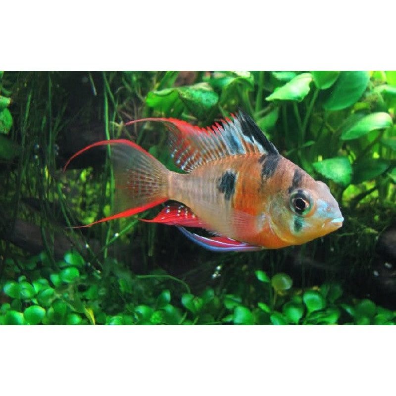 Bolivian Ram "Mikrogeophagus altispinosus"- Med